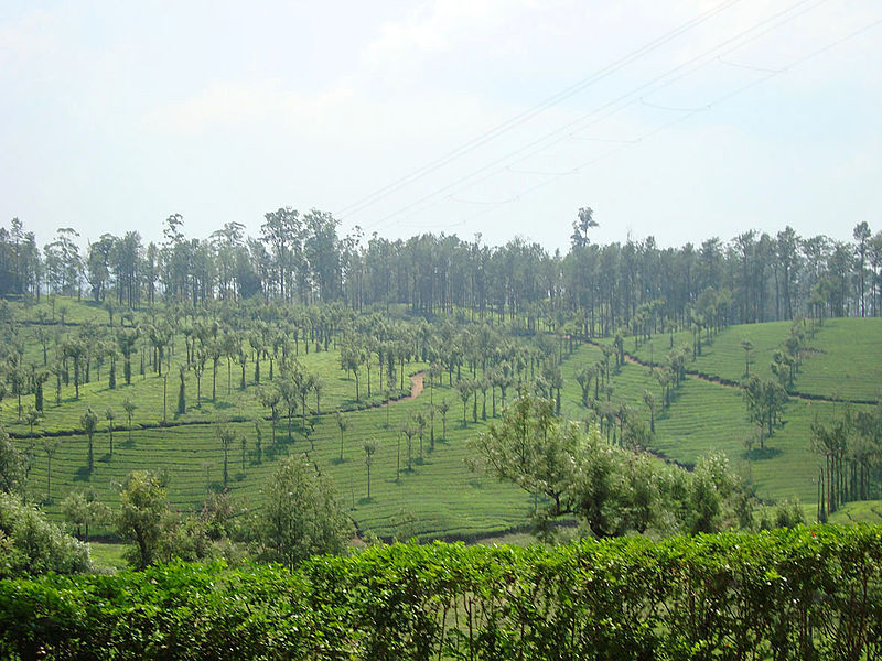 VALPARAI JEEP SAFARI (TAMIL NADU) 2025